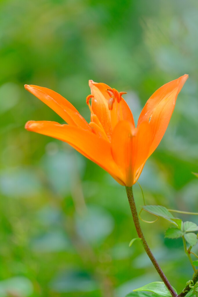 散歩の途中で。10