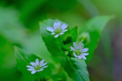 散歩の途中で。10