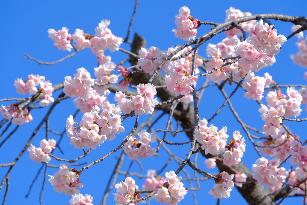 大寒桜