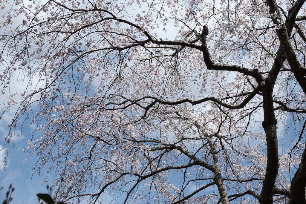 枝垂桜（２）