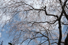 枝垂桜（２）