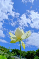 散歩の途中で。⑩