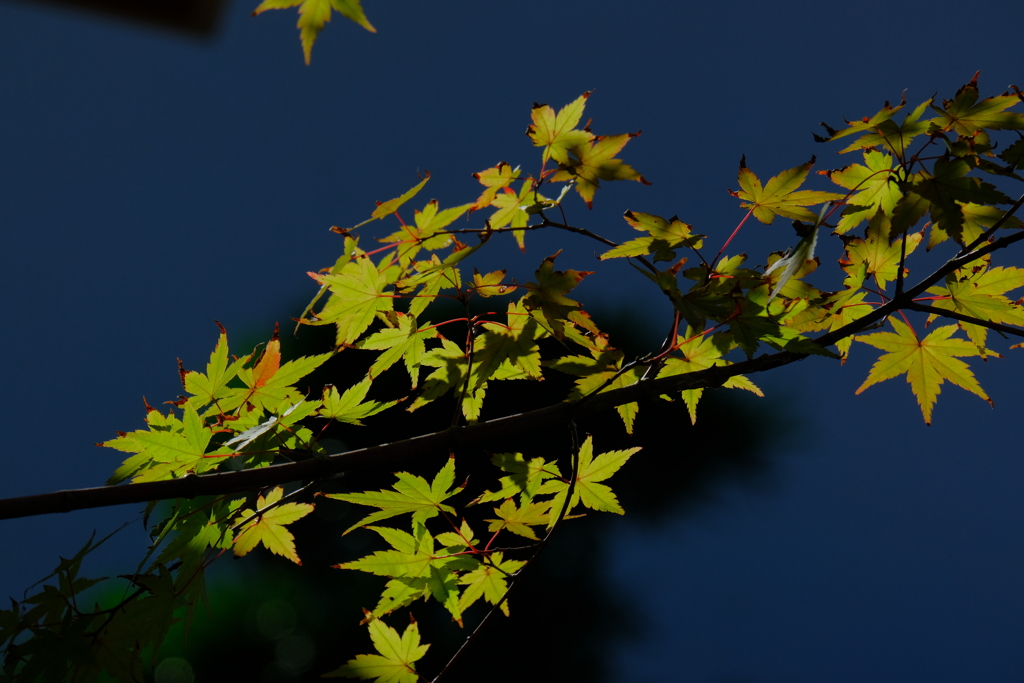 散歩の途中で。６