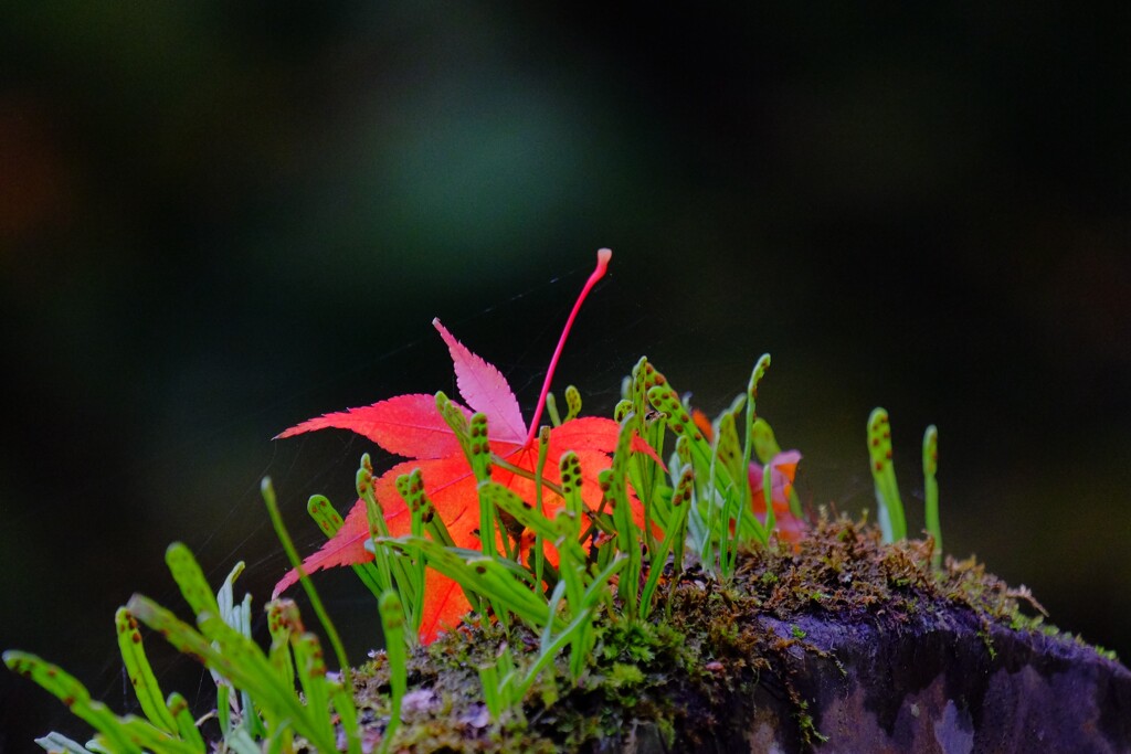 散歩の途中で。遠出 5