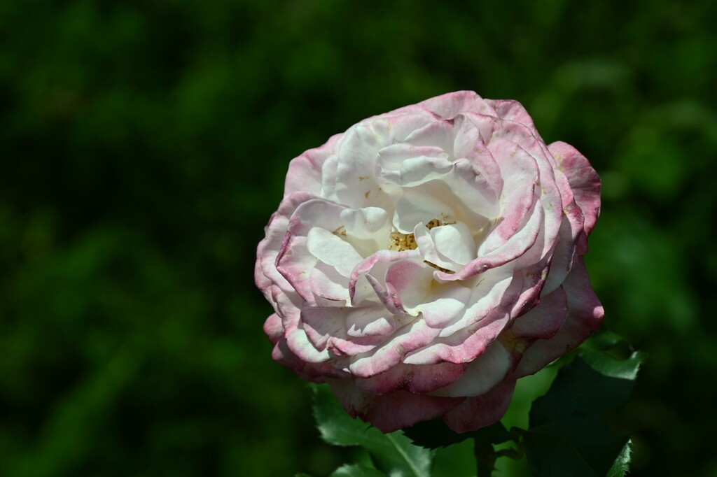 薔薇-５