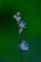 散歩の途中で。④