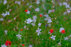 散歩の途中で。④