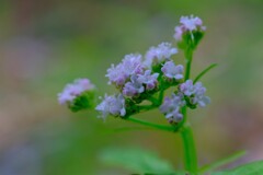 散歩の途中で。Ⅵ