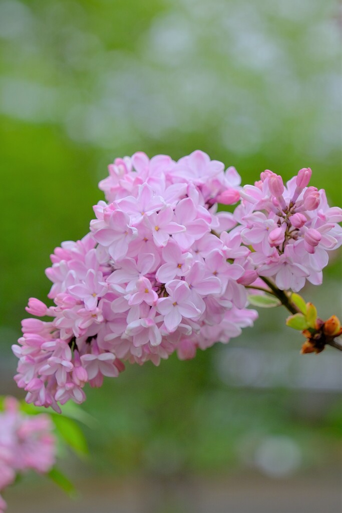 散歩の途中で。①