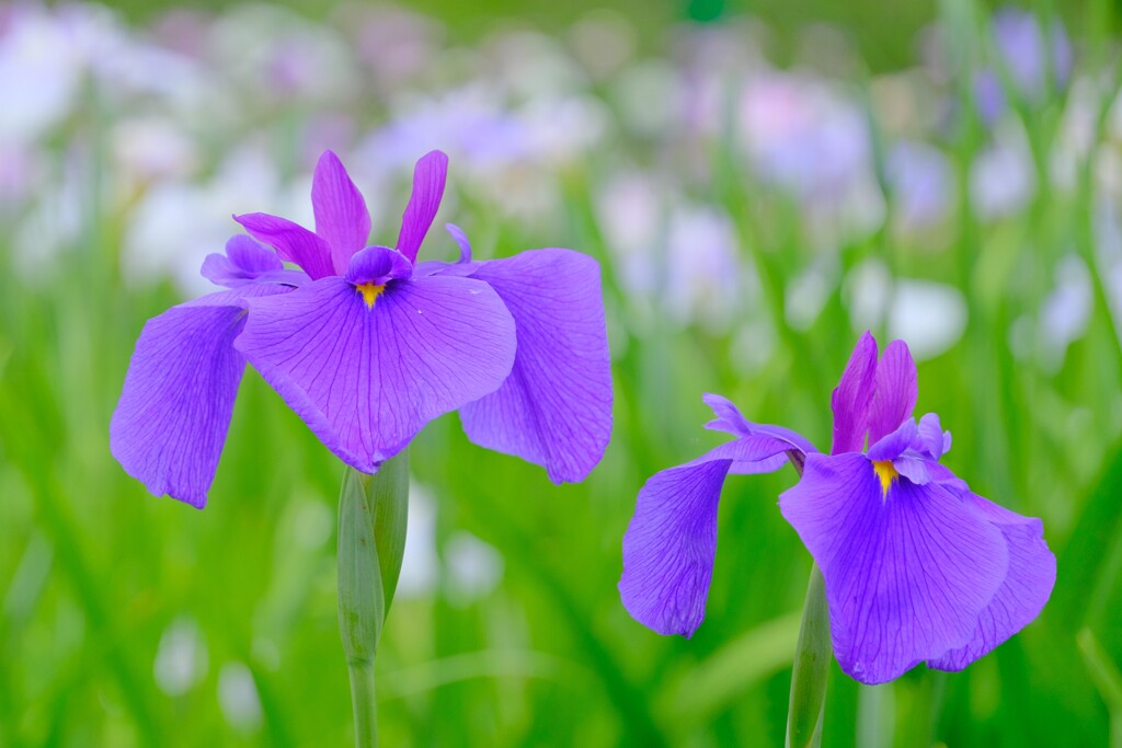 散歩の途中で。⑦
