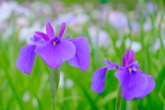 散歩の途中で。⑦