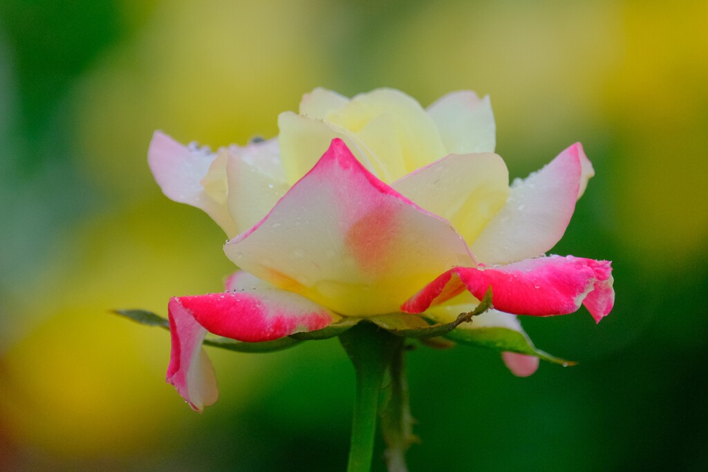 散歩の途中で。