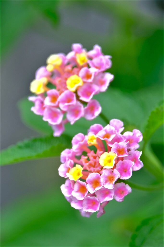 散歩の途中で。Ⅶ