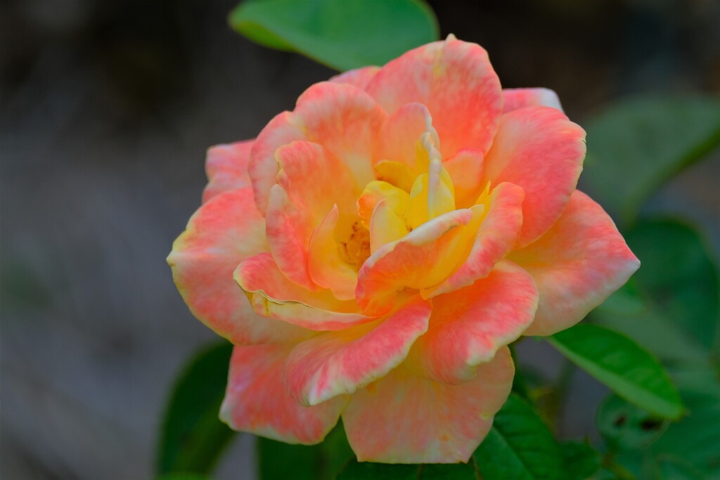 散歩の途中で。③