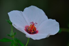 散歩の途中で。②