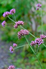 散歩の途中で。９