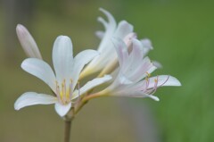 散歩の途中で。Ⅱ