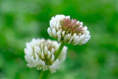 散歩の途中で。⑩