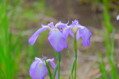 散歩の途中で。