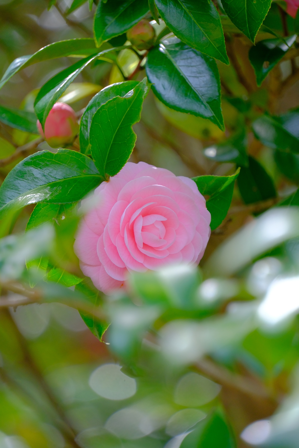 散歩の途中で。3