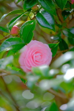 散歩の途中で。3