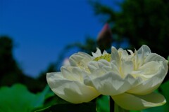 散歩の途中で。１