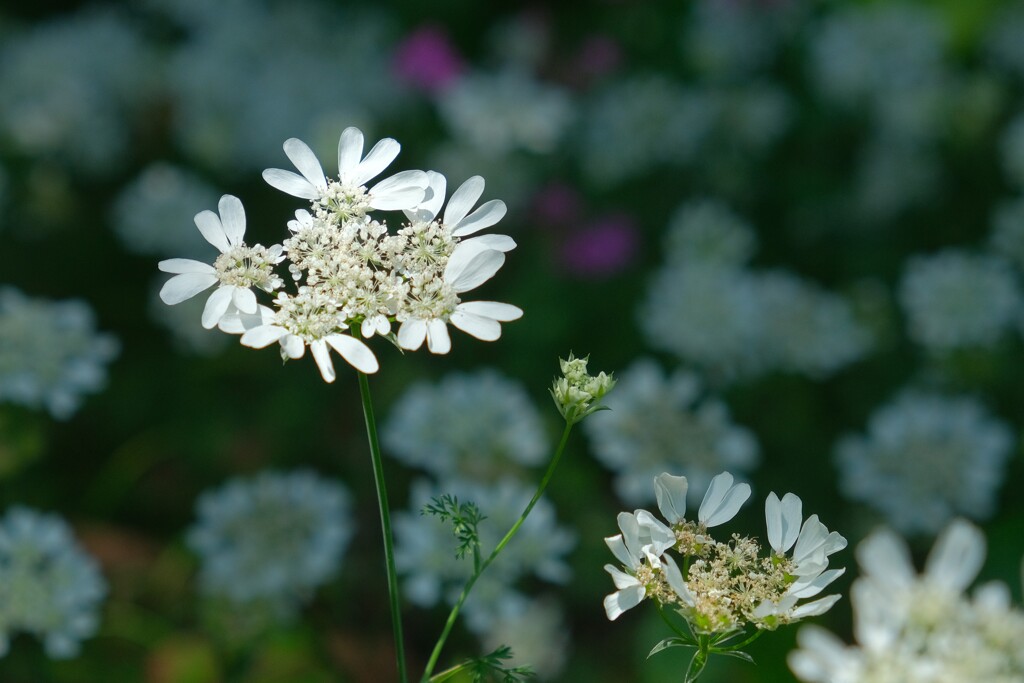 散歩の途中で。