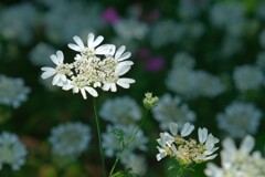 散歩の途中で。