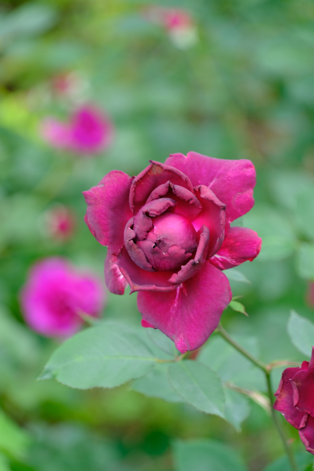 散歩の途中で。4