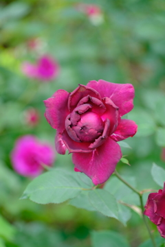 散歩の途中で。4