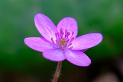 散歩の途中で。②