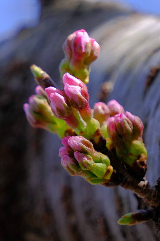 散歩の途中で。5