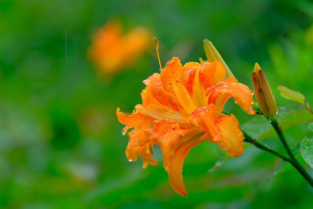 散歩の途中で。７