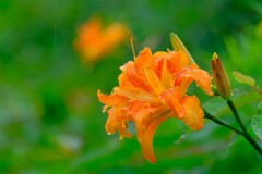 散歩の途中で。７