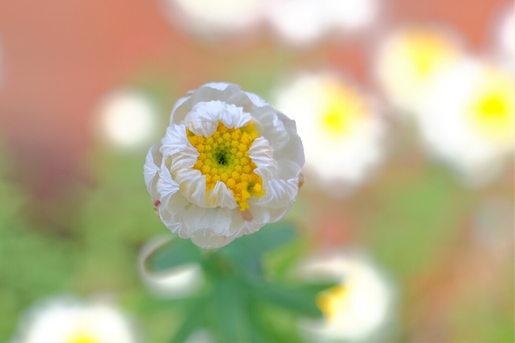 散歩の途中で。③