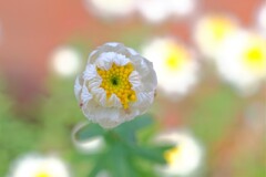 散歩の途中で。③