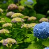 紫陽花