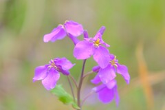 散歩の途中で。1