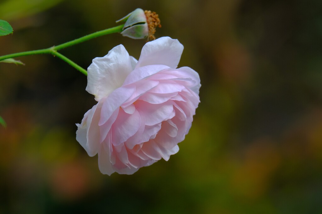 散歩の途中で。Ⅶ