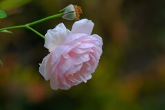 散歩の途中で。Ⅶ