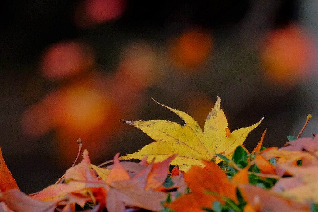 散歩の途中で、遠出　Ⅵ