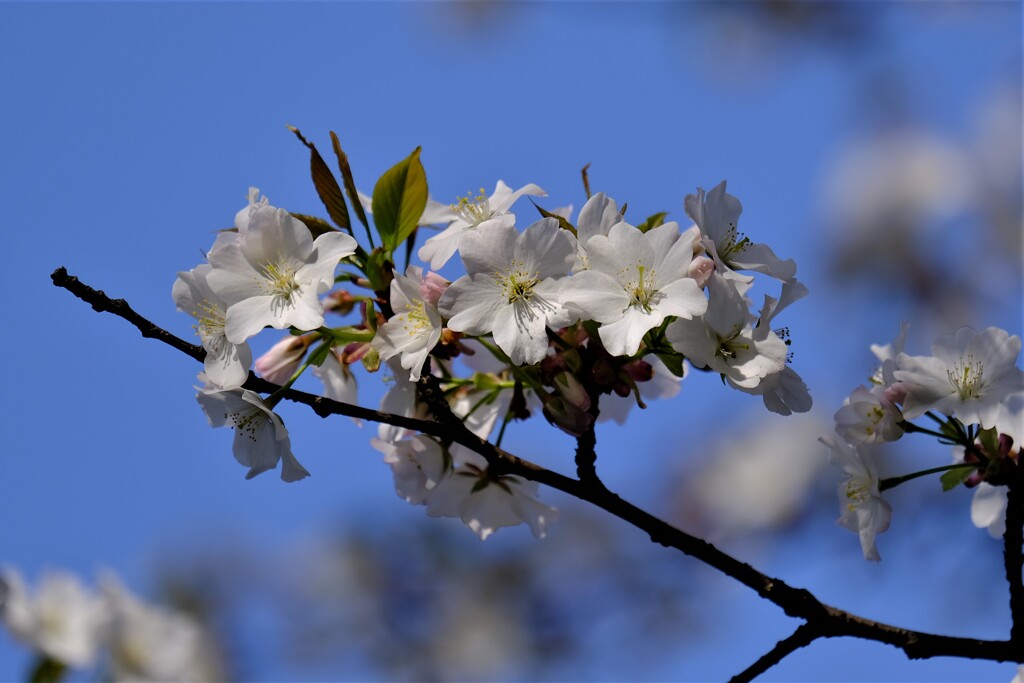 山桜
