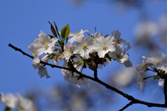 山桜