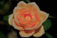 散歩の途中で。２