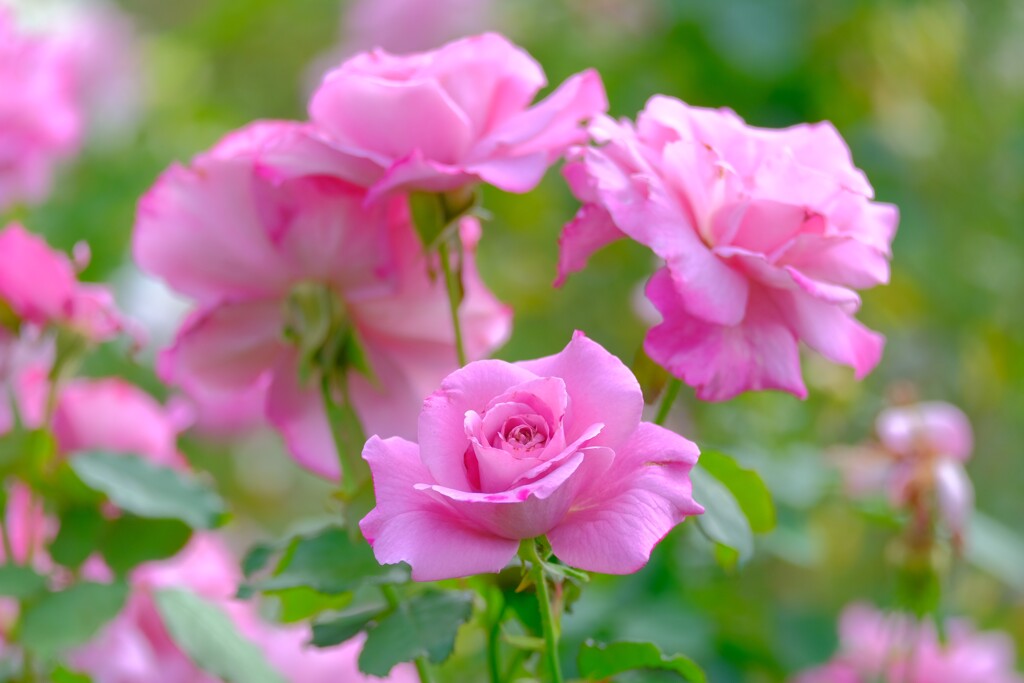 散歩の途中で。Ⅱ