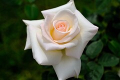 散歩の途中で。④