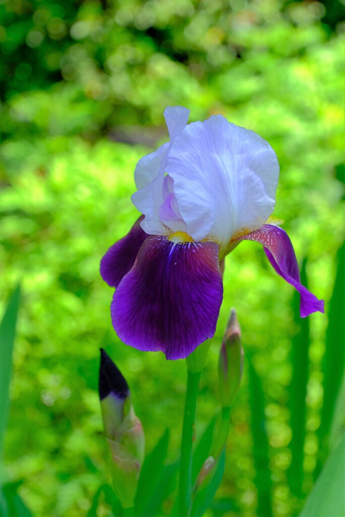 散歩の途中で。Ⅸ