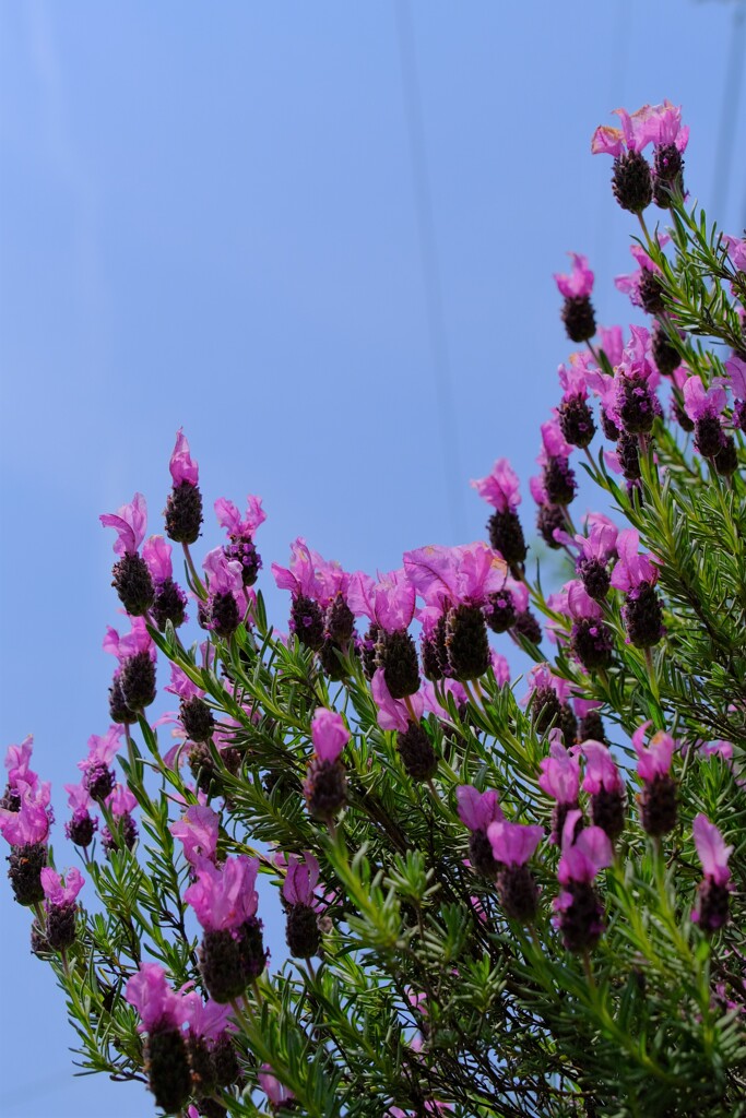 散歩の途中で。Ⅷ