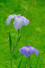 散歩の途中で。5