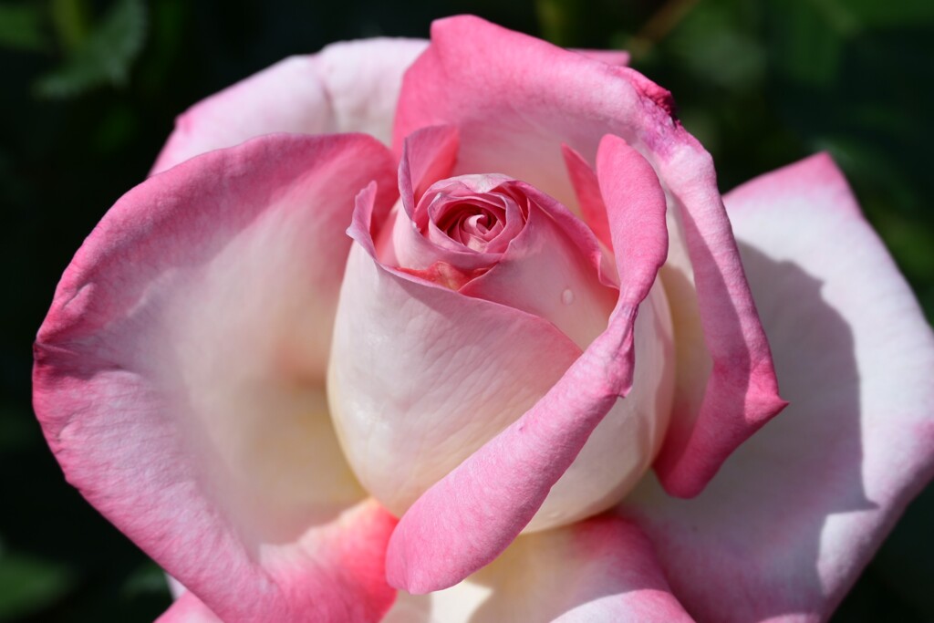 薔薇-３